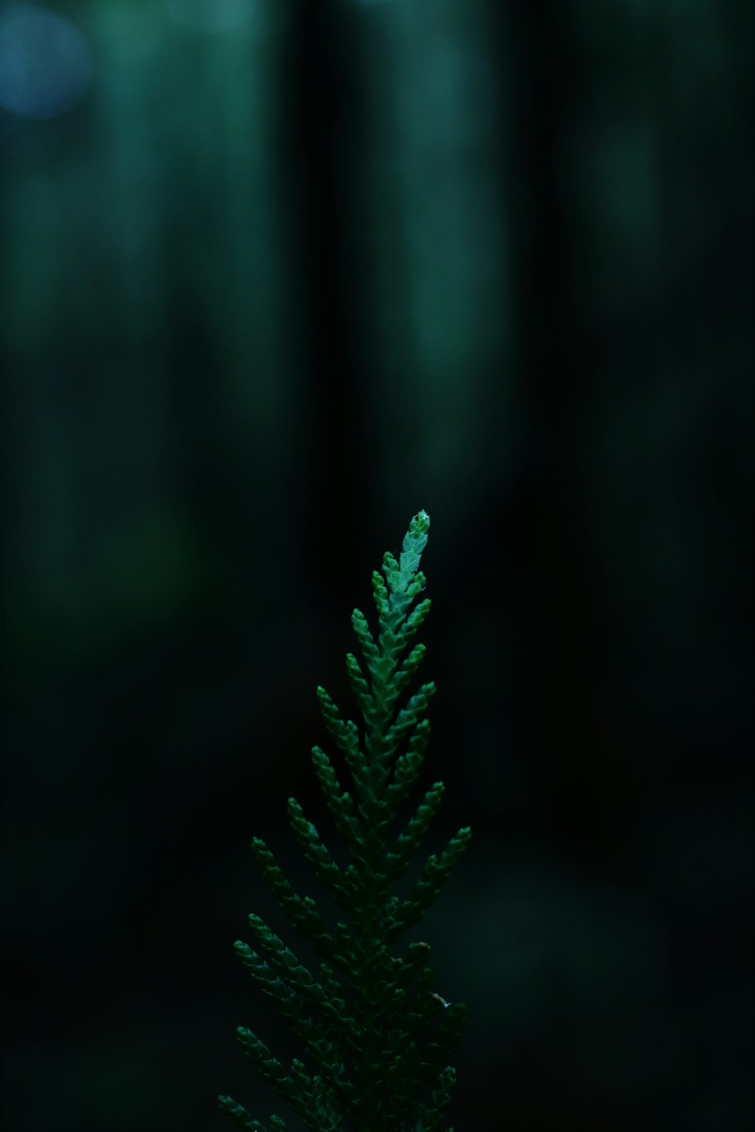 A cedar sprig emerging from deep green shadows